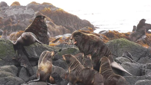 Video with sound of group of northern fur seal animal near Sea of Okhotsk. Colony of females and males of animals and family of seal in wild nature with background noise.