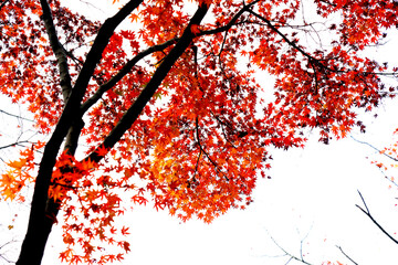 色々なカラーと形で美しい秋のカエデ