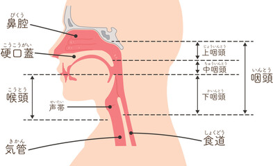 喉頭・咽頭・横向き・イラスト