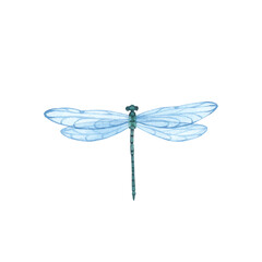 Blue Dragonfly with detailed wings isolated. Watercolor hand drawn realistic flying insect llustration for design