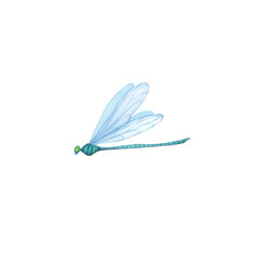 Green Dragonfly with detailed wings isolated. Watercolor hand drawn realistic flying insect llustration for design
