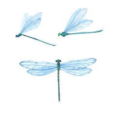 Set Green Dragonfly with detailed wings isolated. Watercolor hand drawn realistic flying insect llustration for design