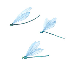 Set Green Dragonfly with detailed wings isolated. Watercolor hand drawn realistic flying insect llustration for design