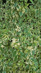 Euonymus fortune plant. Also known as spindle, Fortune spindle, winter creeper or wintercreeper.