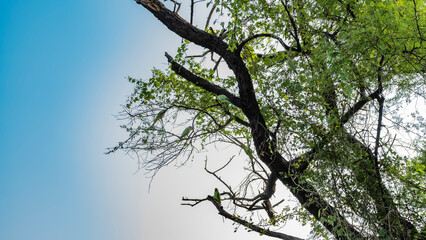 Green parrots Psittacula krameri have settled on a tree. Leaves, branches, trunks against the blue sky. India. Keoladeo Bird Sanctuary. Bharatpur