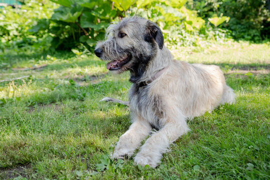 Amazing portrait of young Irish Wolfhound against foliage sunset light bokeh background. beautiful Irish wolfhound dog posing in the garden.