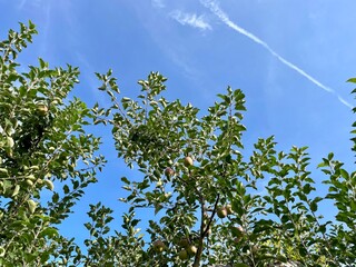 青森　弘前のリンゴ園で見たリンゴ