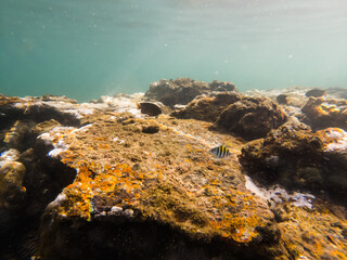 Underwater photo taken in Farol da Barra beach, Salvador, Brazil
