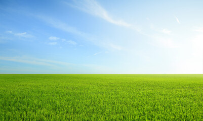Landscape view of grass field with blue sky background. - Powered by Adobe