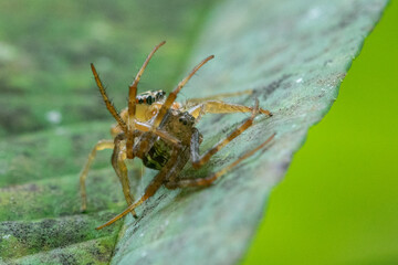 A jumping spider from the family salticidae eat another spider on a leaf display an act of cannibalism 