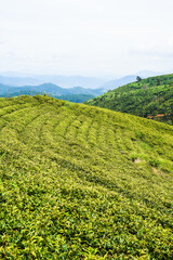 Fototapeta na wymiar Tea crop in tea hill in Da Lat Vietnam