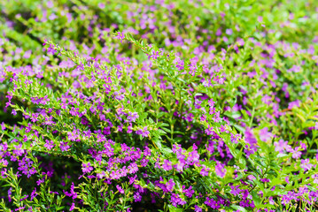 Many Cuphea hookeriana flowers growing in Da Lat Vietnam