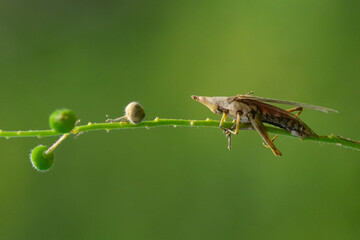 A conehead grasshopper basking on a bush stalk in the morning with bokeh background 
