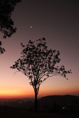 silhouette of tree