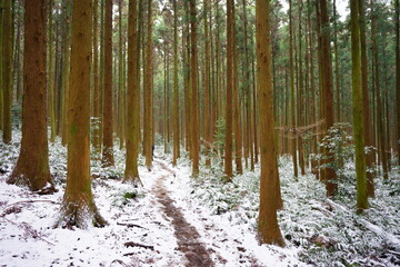 cedar trees and snowy fern