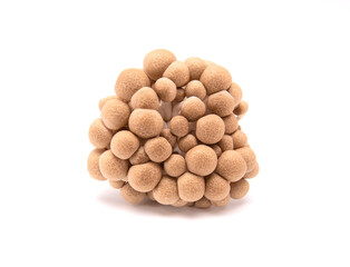 Brown shimeji mushroom isolated on white background.