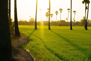 A palm garden with a foreground rice field. Countryside landscape. Asian palmyra palm or Borassus at Sam Khok, Pathum Thani province, Thailand.
