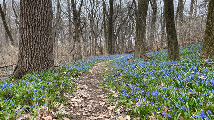 hike path through forest in spring bloom