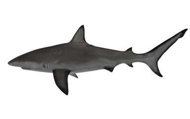 Fototapeta premium Shark on white background swimming