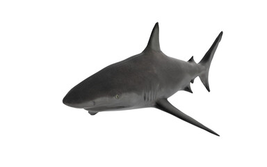 Shark on white background swimming