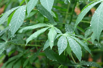 Green leaf with water drops