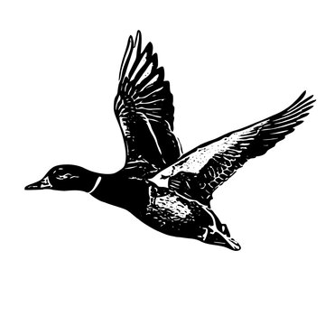 recommend clip art: black and white Mallard Duck