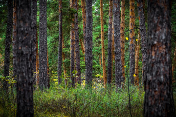 Trunks of trees in a dense forest. - Powered by Adobe