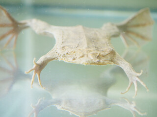 前から見たコモリガエル