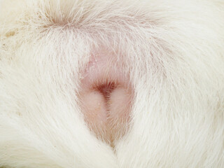 モルモットの生殖器