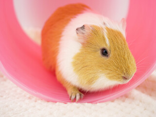 トンネルから出てきたモルモット