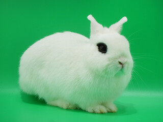 ドワーフホト【緑背景】