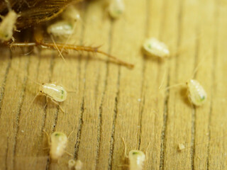 生まれたてのチャバネゴキブリたち