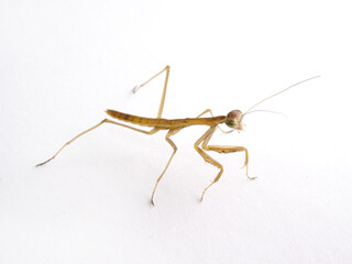 茶色い体の子カマキリ