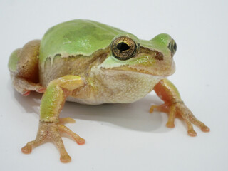 1匹のニホンアマガエル【全身】