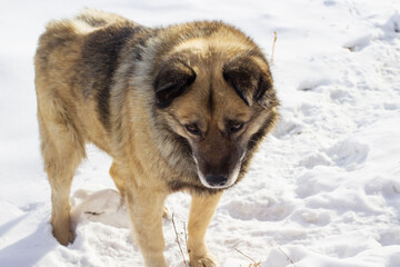 Senior Dog Fluffy Fur in Winter