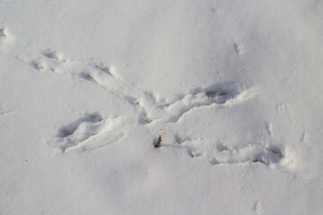 Birds Footprints Footpath on Snowdrifts Cold White Snow Background	