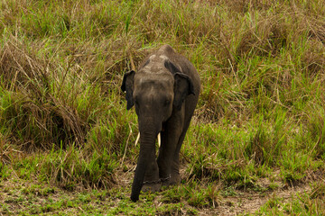 Naklejka na ściany i meble A wild juvenile tusker asiatic elephant at grassland selective focus.