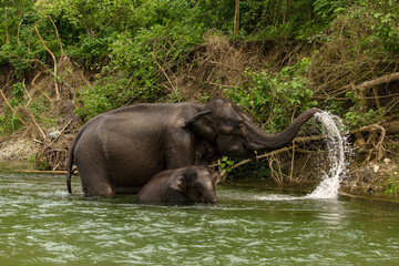 An wild mother elephant enjoying bath with her baby in river at Garumara National park, West Bengal, India.