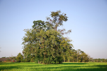 Fototapeta na wymiar Lonely Tree. Beautiful Big Tree stand alone in field.