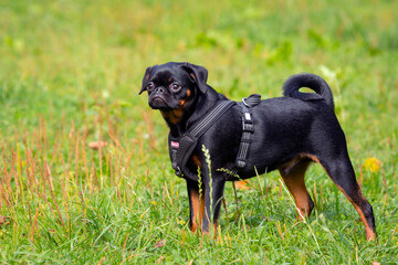 Petit brabancon dog playing in the meadow - Powered by Adobe