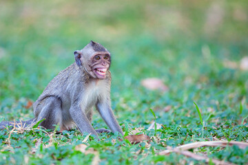 Macaque closeup in its natural habitat monkeys from southeast asia