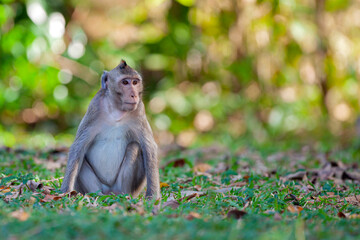 Macaque closeup in its natural habitat monkeys from southeast asia