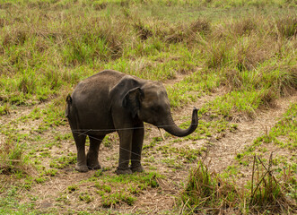 A wild juvenile tusker asiatic elephant at grassland selective focus.