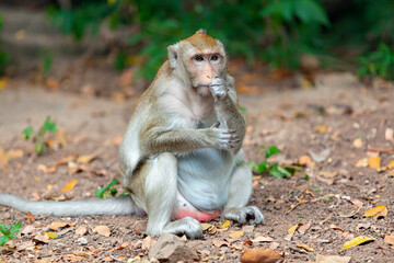 Macaque closeup in its natural habitat monkeys from southeast asia