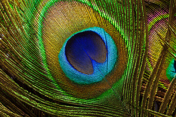 Obraz premium macro peacock feathers,Colorful and artistic peacock feathers, here is a macro image of an illuminated arrangement of peacock feathers.