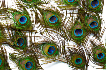 Macro colorful peacock feathers on white background,Set of dividual bright peacock feathers on the white background for your design, lying flat, top view