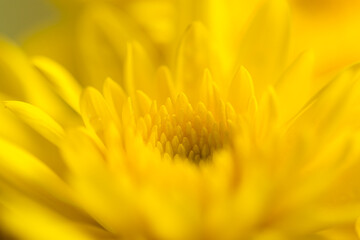 Macro yellow flower background,Macro shot yellow flower background,Yellow,Backgrounds,Vegetable Garden,Flower,Petal,Close-up,