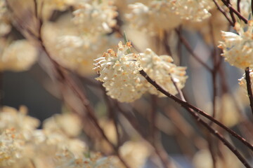 Fototapeta premium 青空に咲く春の花 ミツマタ