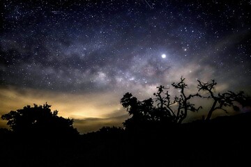 Naklejka na ściany i meble Milky Way and Stars with Silhouettes of Trees 