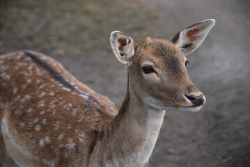 There is a deer in a park.